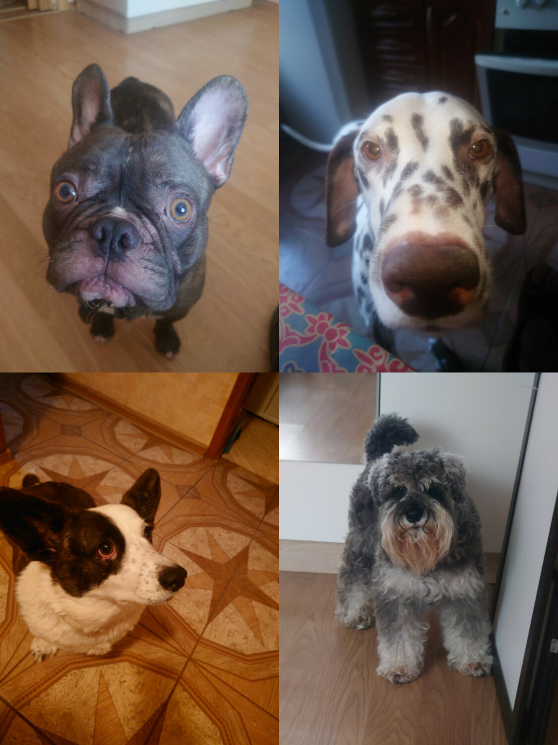 французский бульдог, порода французский бульдог, французский бульдог голубой, французский бульдог щенки, собаки французский бульдог