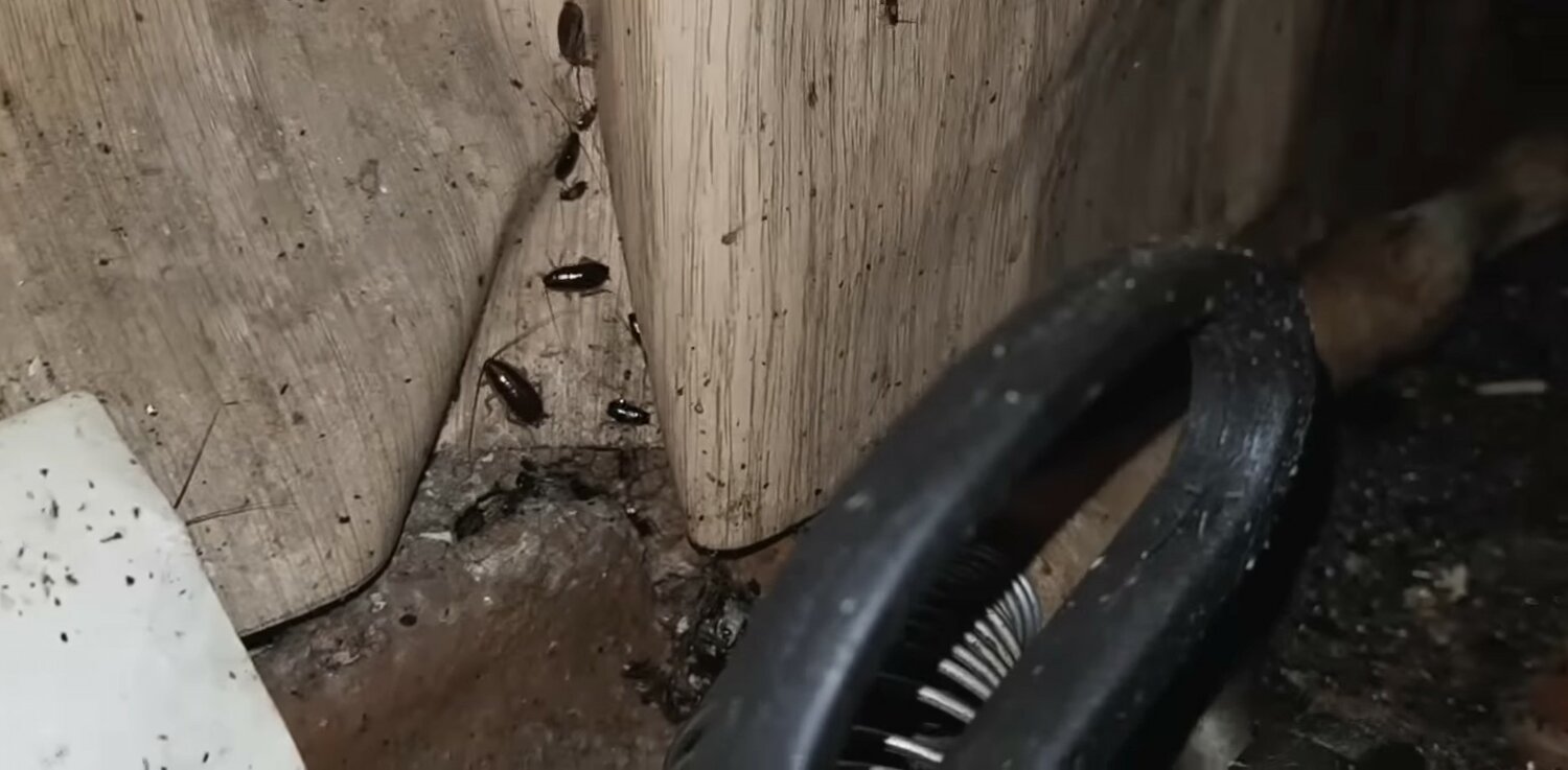 тараканы и клопы, тараканы в квартире, клопы в доме, таракан, домашние тараканы