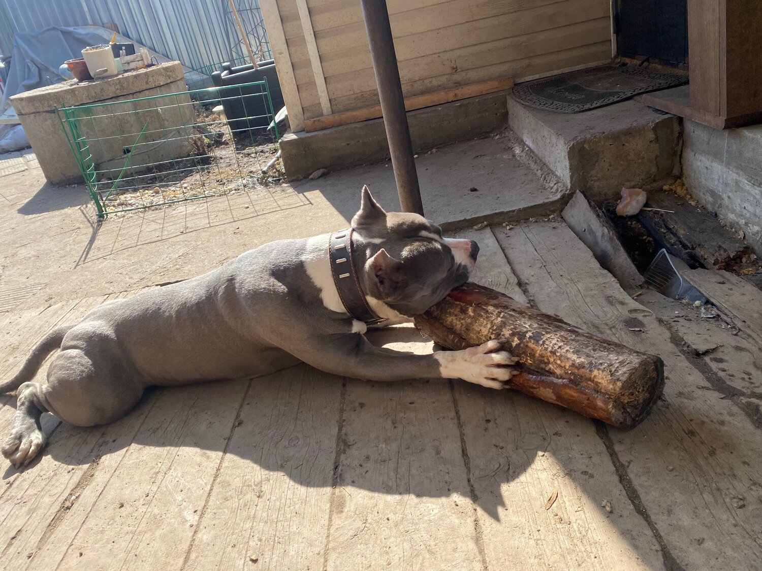 питбультерьер американский, стаффордширский терьер булли, стаффордширский питбультерьер, стаффордширский бультерьер голубой, питбуль голубого окраса