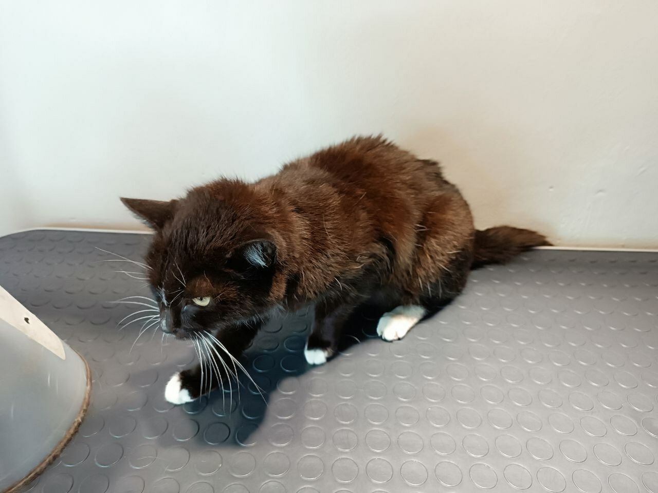 кот который, кот, котик, кошек, кошка кася
