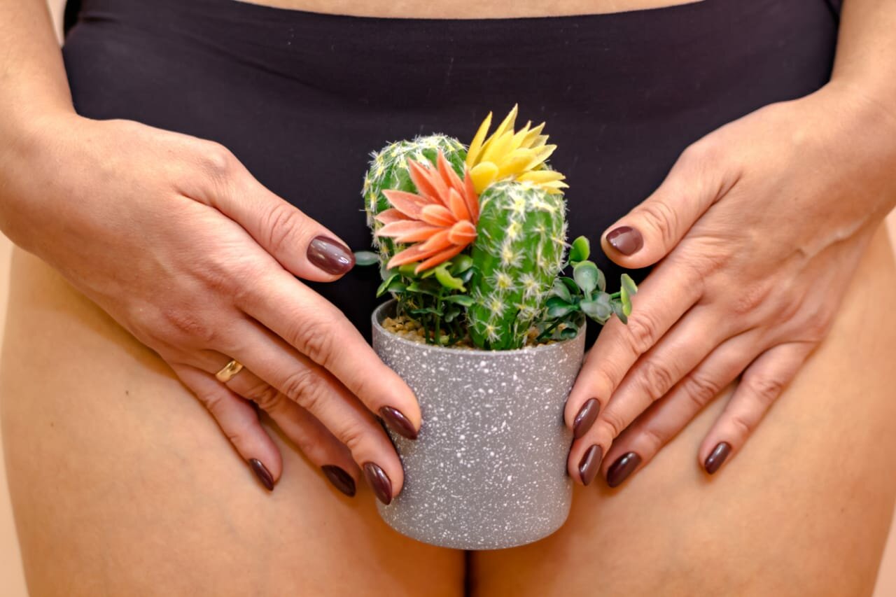 суккулент кактус, суккулент, дадлей суккулент, суккулент микс, растение суккулент