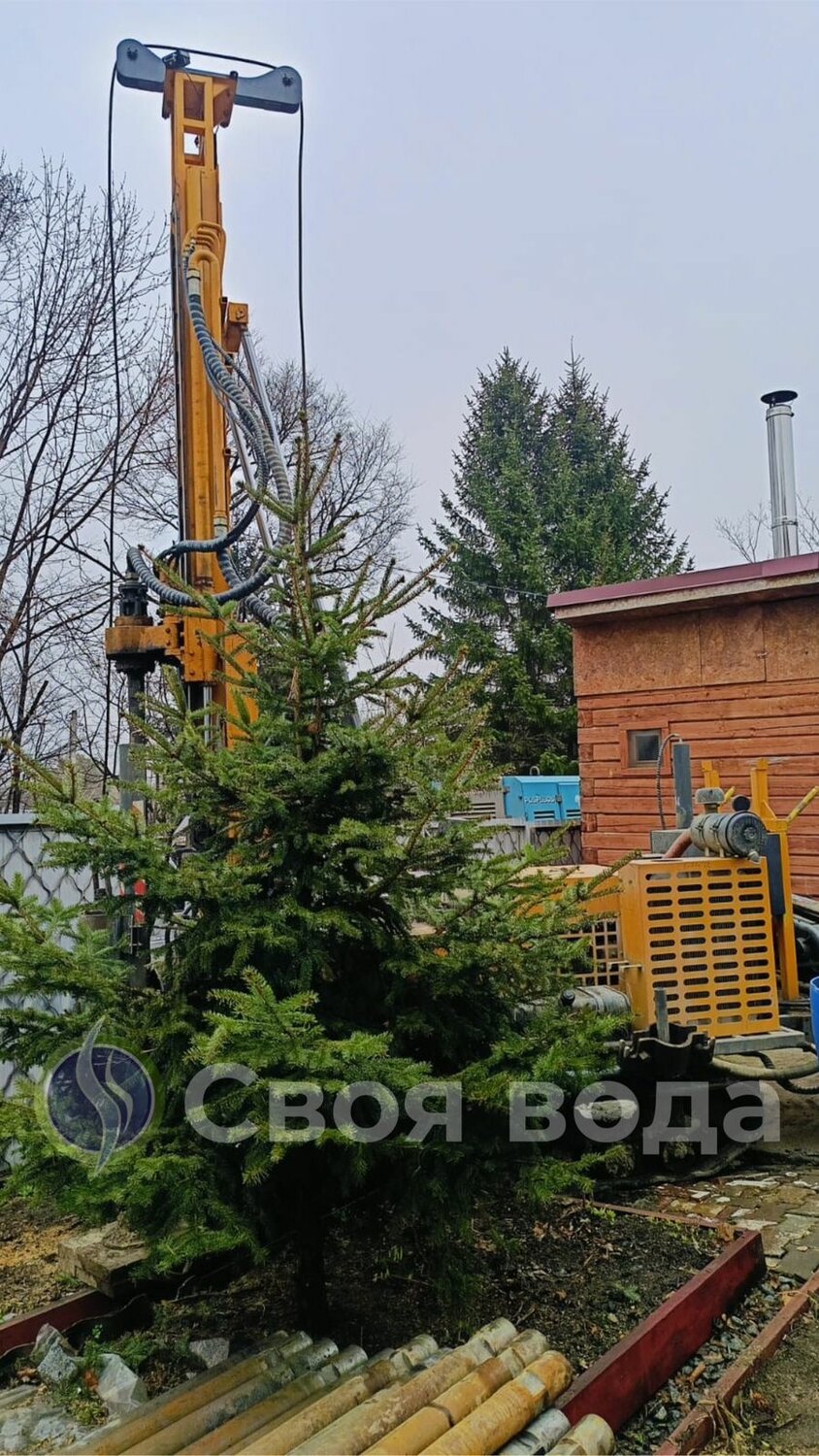 пихта сибирская, ель сербская оморика нана, ель сербская карел, хвойное дерево, дерево кустарник