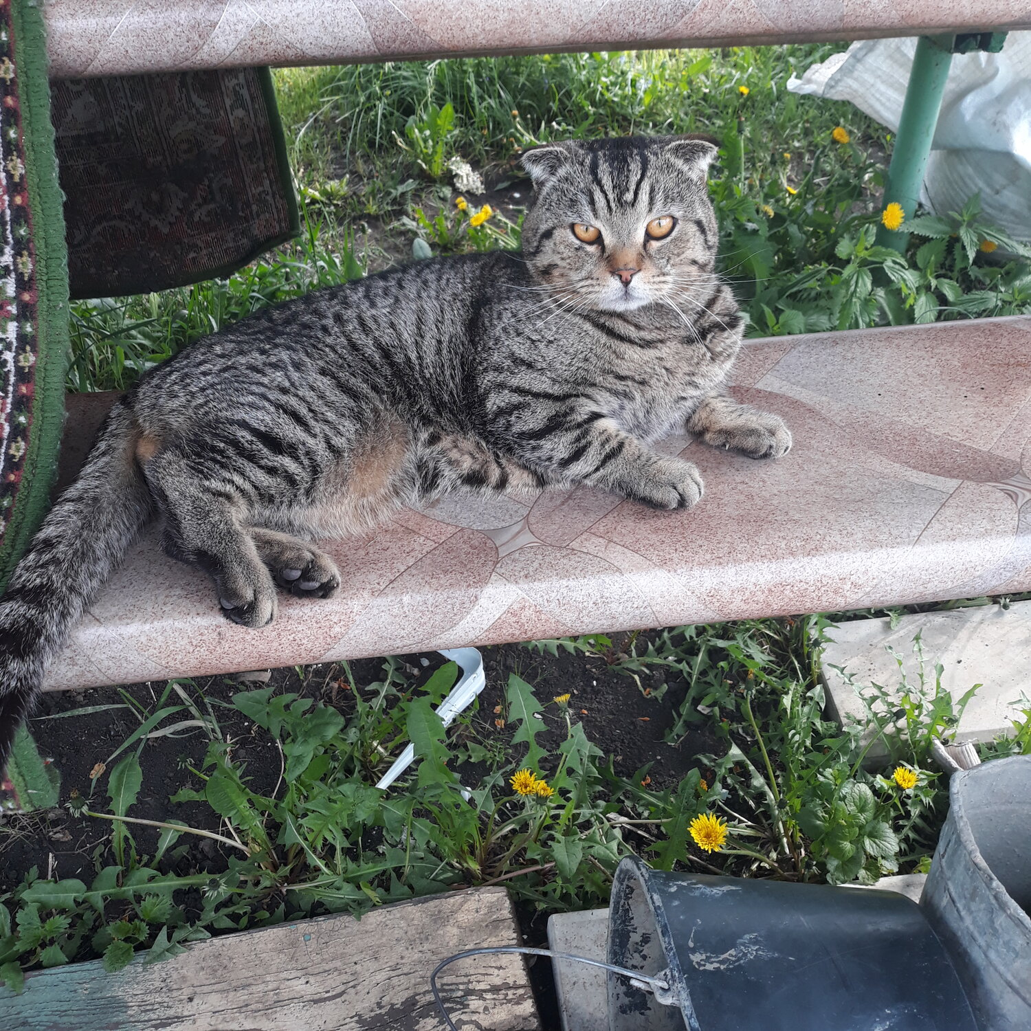 кот, животное, кошечка, кошка, домашние животные