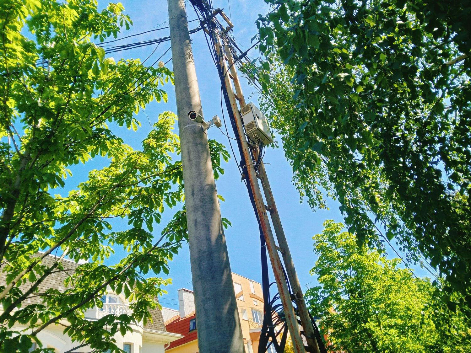 природа, ветка дерева, дерево, столб электрический на деревце, электрические опоры