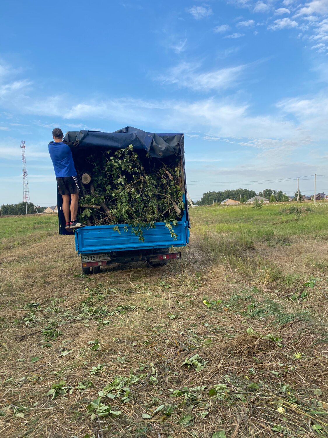 в селе, виноград село падар урожай, газель скотовоз, сельский, село покровка