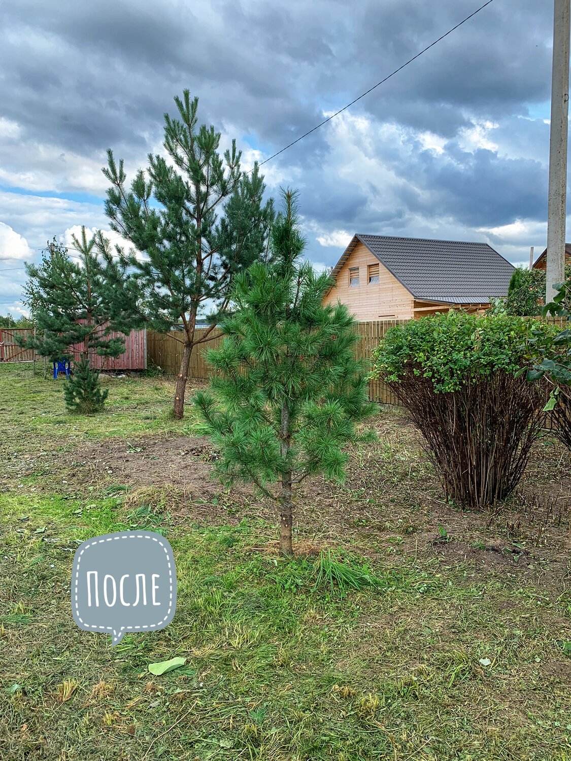 сосна, сосна обыкновенная, сосна сильвер рейн, участок, участок в деревне