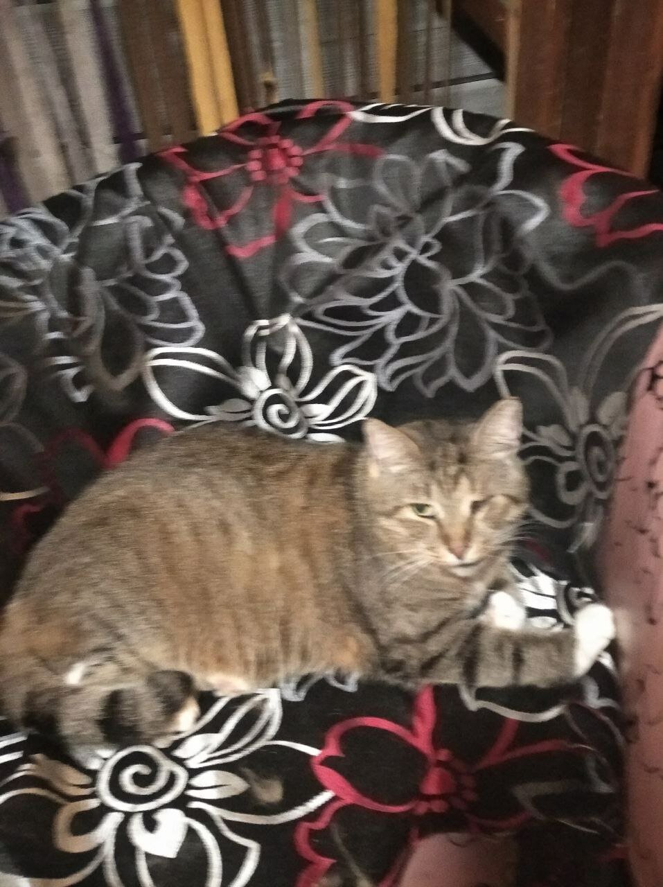 кошка, кот, кошечка, кошка масик, камышовая кошка домашняя