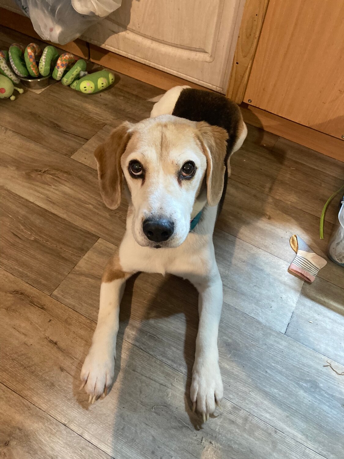 бигль собака, собака породы бигль, собака, бигль щенок, собака эстонская гончая