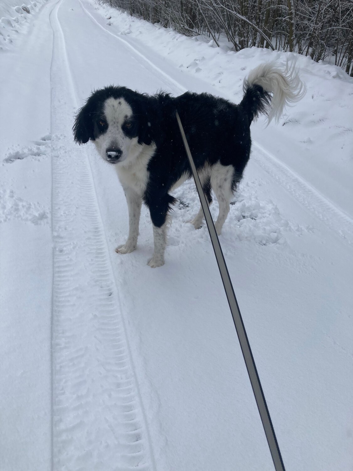 собака, животные, кобель собака, песик, собака русская борзая