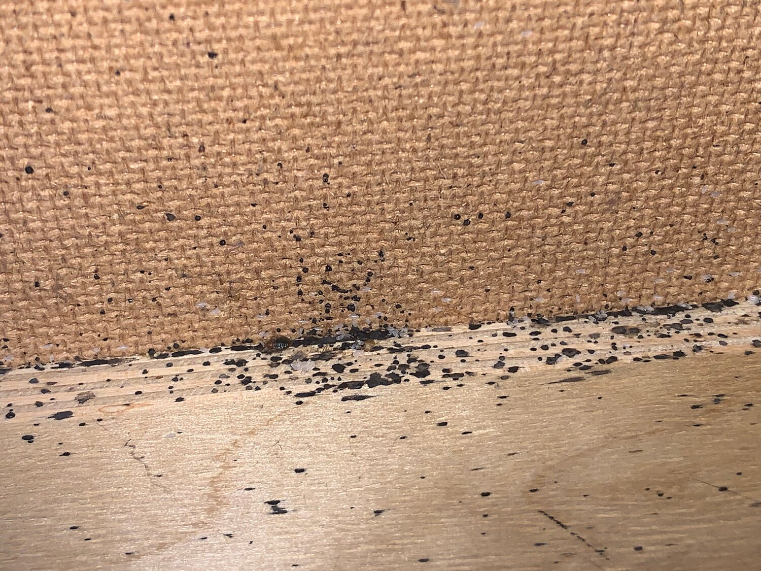 клопы, клопы домашние, клопы в диване, клопы в квартире, постельный клоп