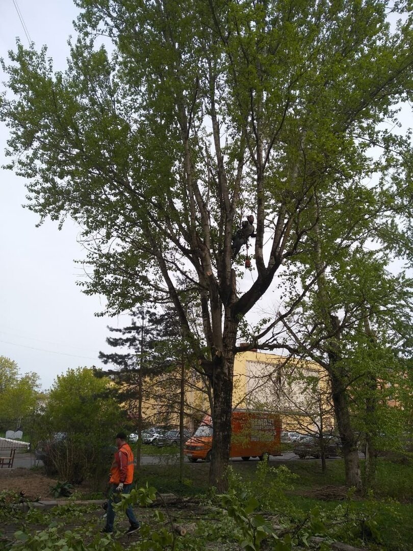 тополь дерево, тополь сибирский дерево, дерево куст, дерево, дерево деревья