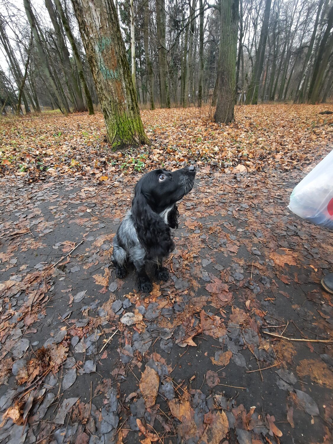 спаниель собака, кокер спаниель, охотничий спаниель, русский охотничий спаниель, кокер спаниель серый