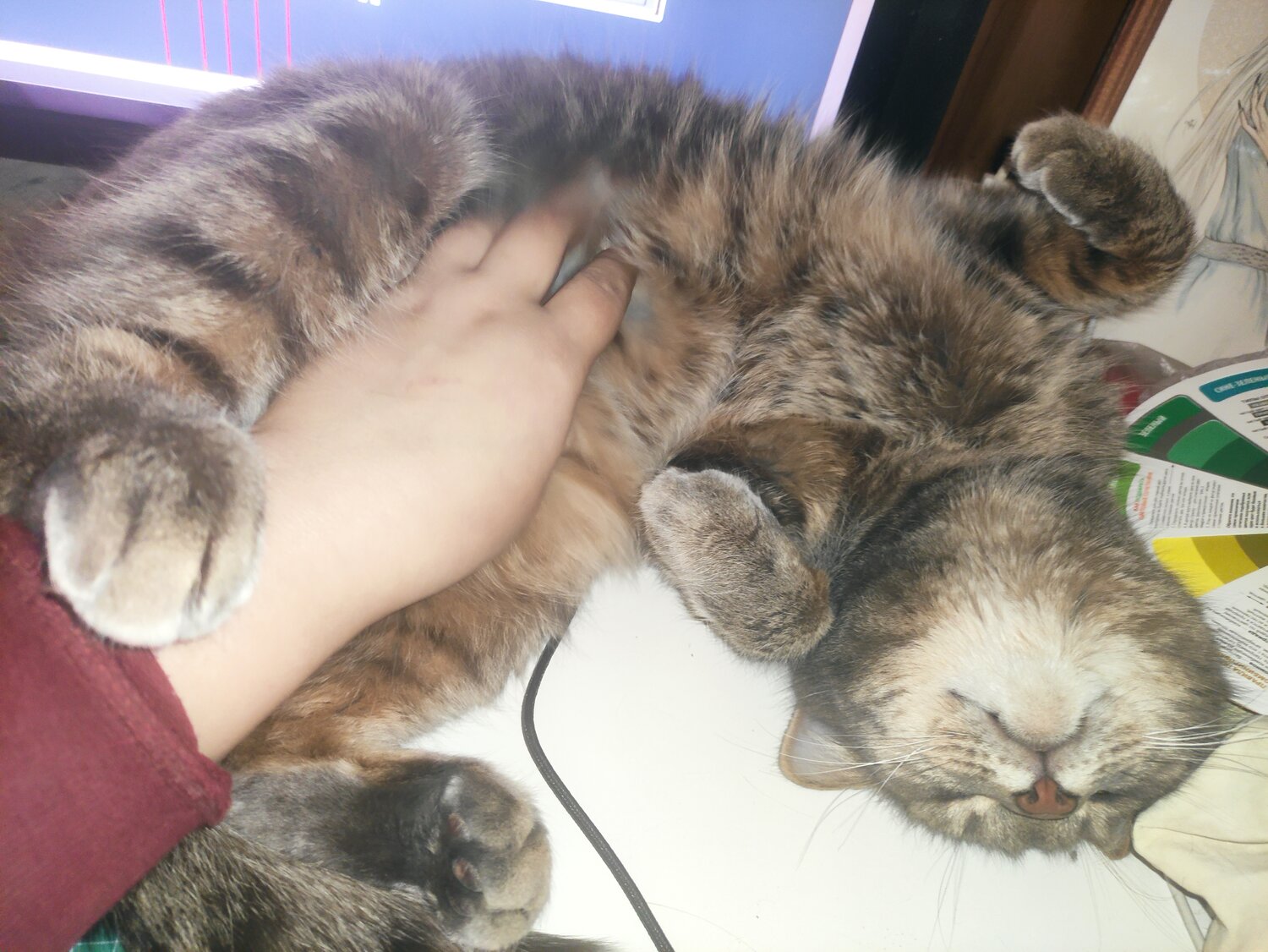 кошка ви ви, кот, кошечка, кошки, животные