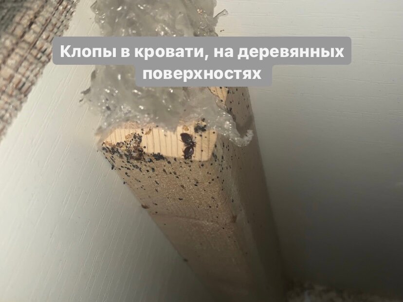 клопы в доме, клопы, домашние клопы, клопы на стенах, постельный клоп гнездо