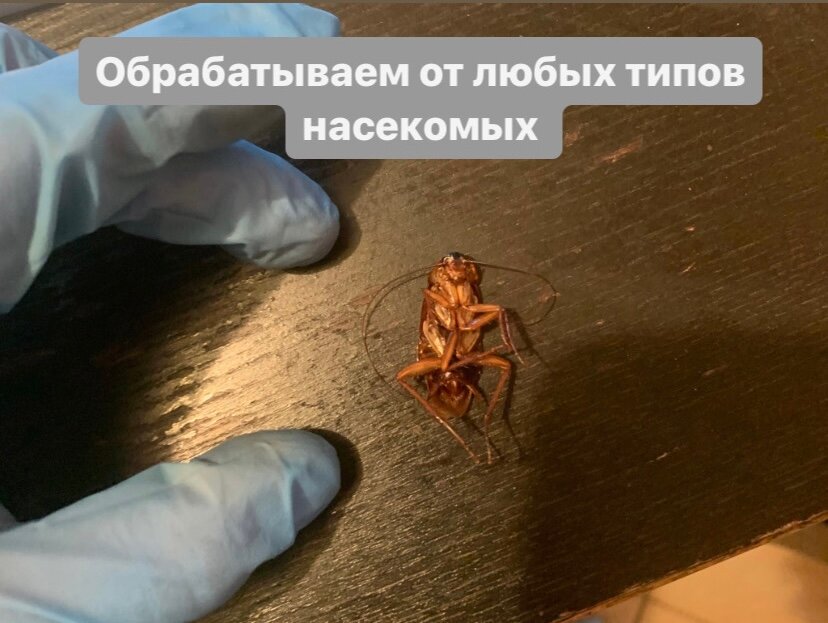 таракан, насекомое, тараканья ферма, много тараканов, жук таракан