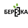 Березка колотая