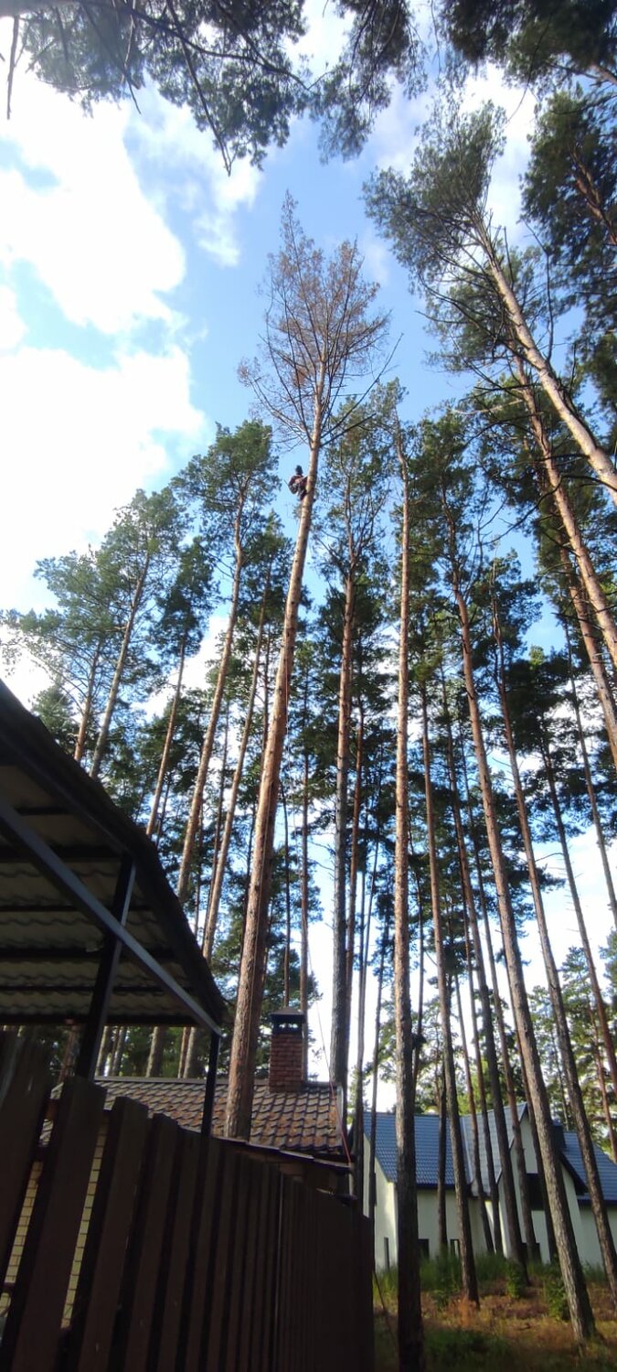 в сосновом бору, сосна, всеволожск сосны, сосновый бор дом в сосновом бору саратов, мытищи шишкина 15 а