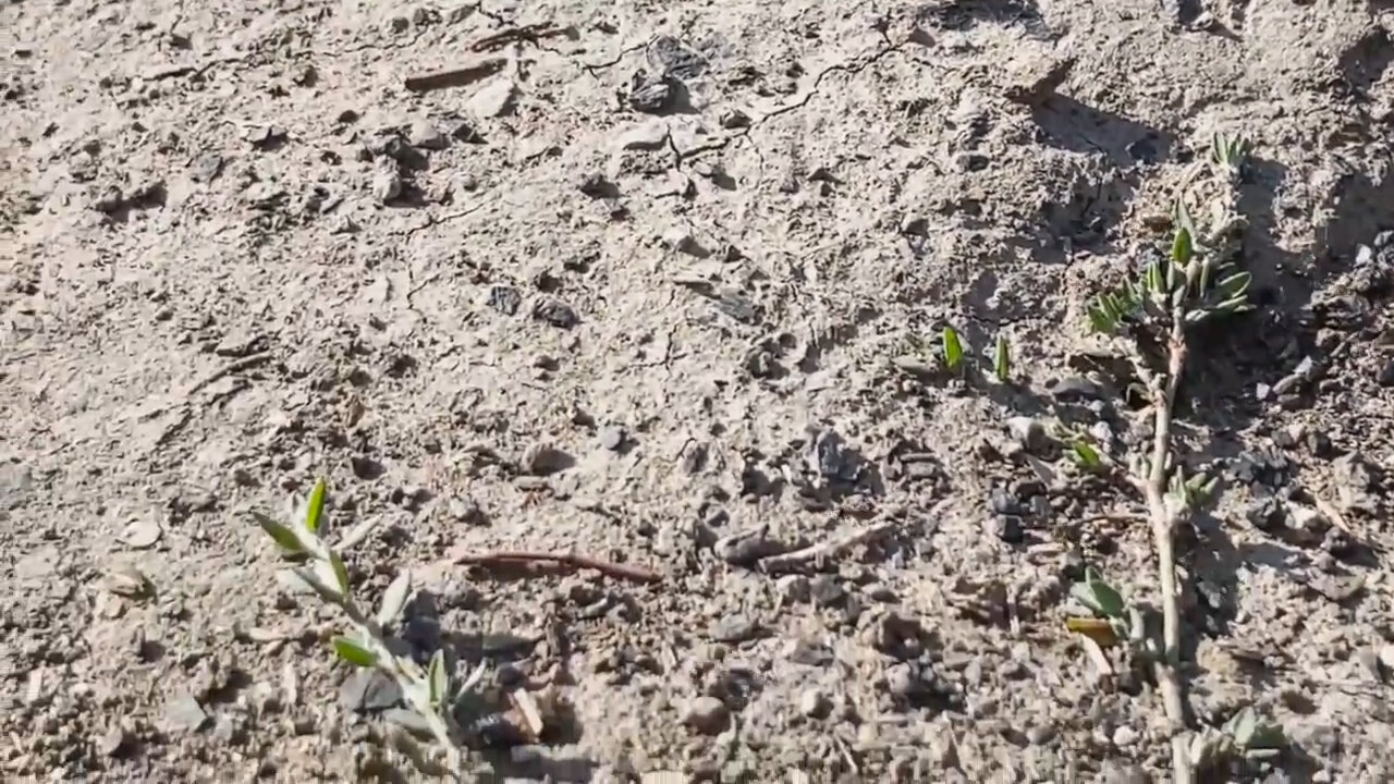 плодородие почвы, огород, всходы, растение, почвоутомление и истощение почв