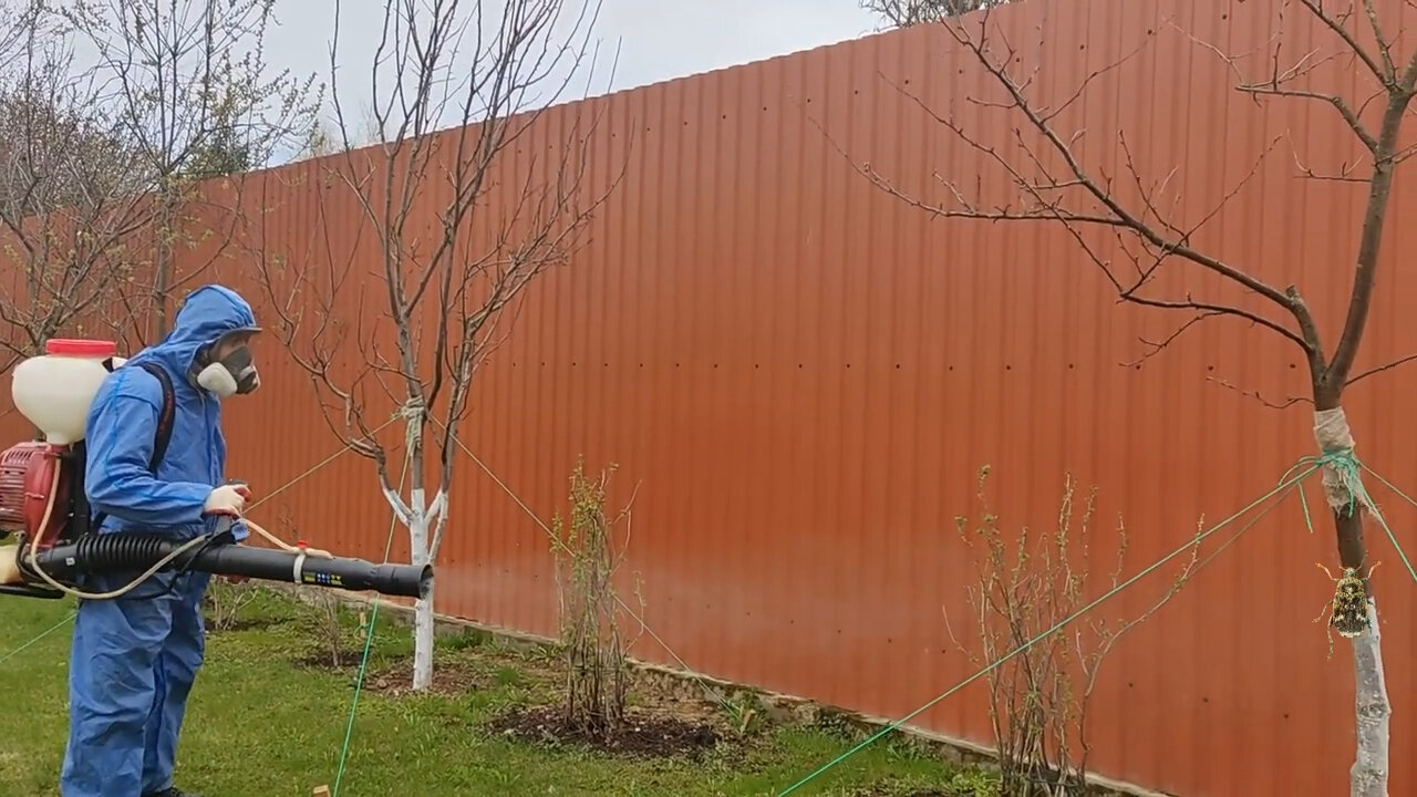 опрыскивание деревьев, медный купорос обработка деревьев яблони, опрыскивание деревьев от тли, садовые деревья, обработка сада