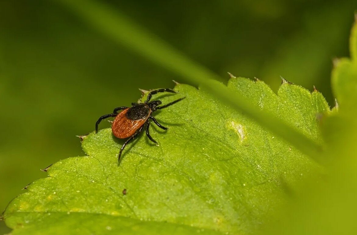 клещ, ixodes ricinus, клещи, клещи на траве, энцефалитные клещи