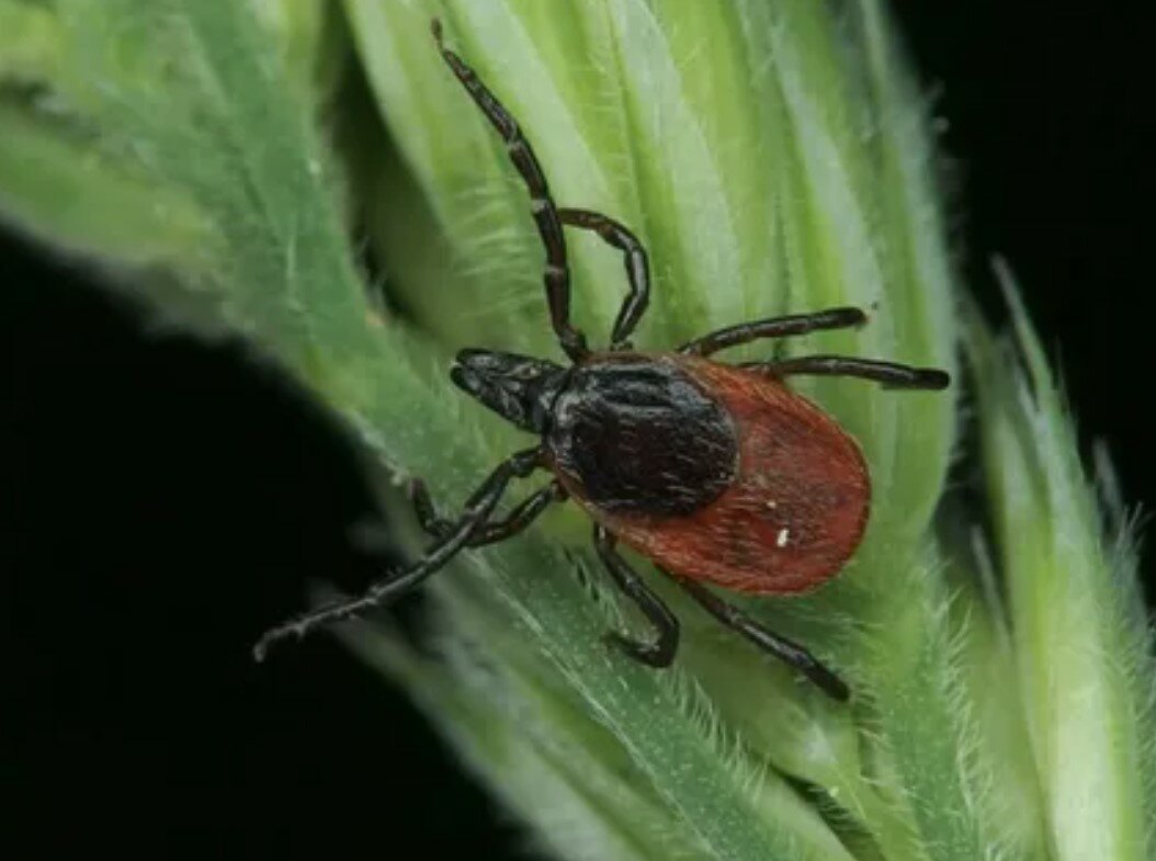 клещ ixodes ricinus, таежный клещ, клещи иксодовые, клещ, энцефалитный клещ энцефалитный клещ