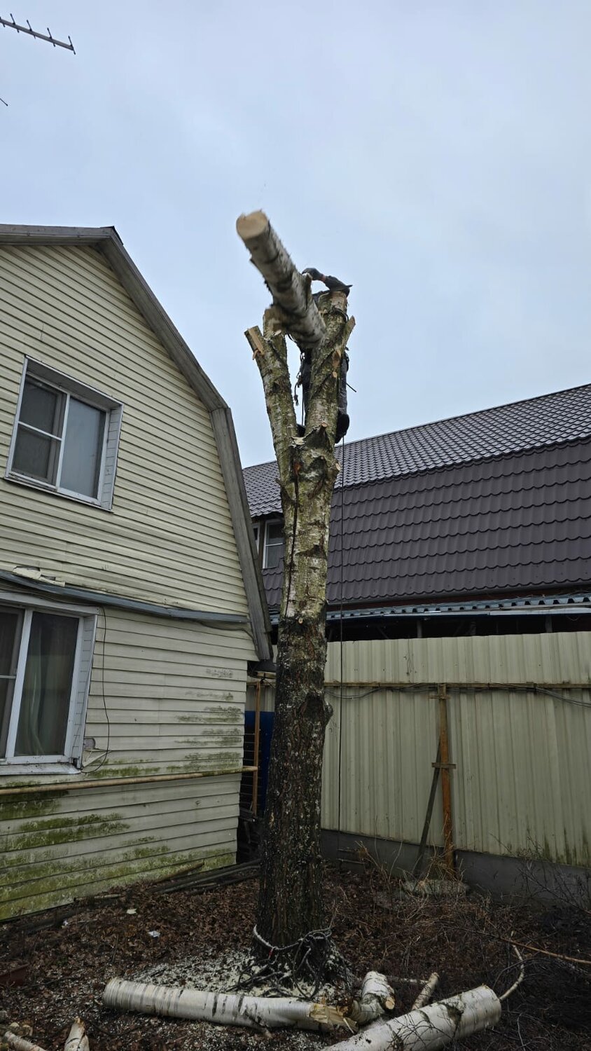 спиленное дерево, обрезка дерева, дерево спил, спиливание деревьев, высокие деревья