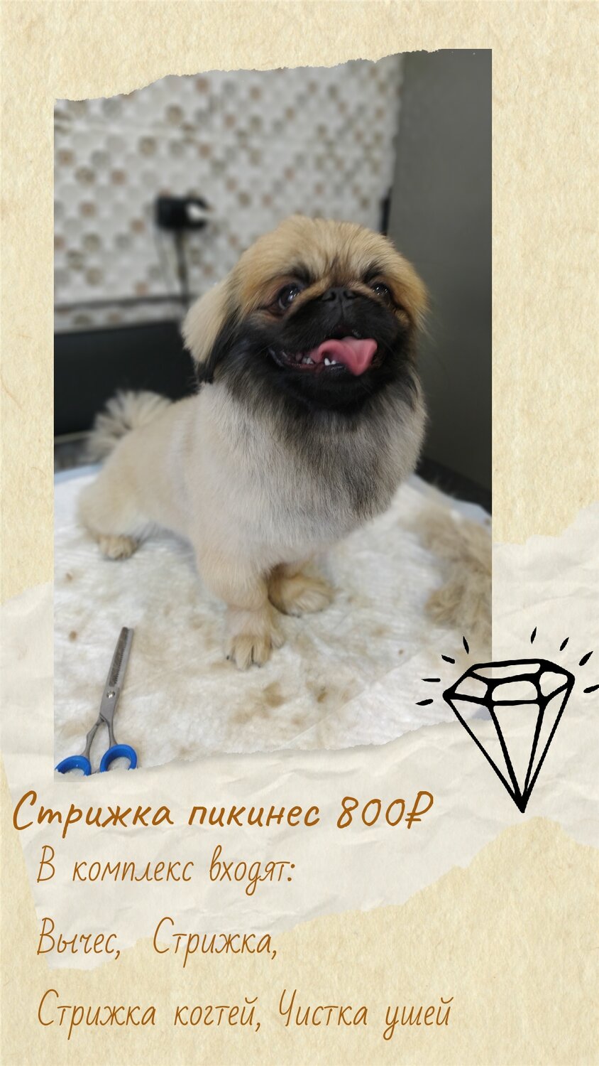 пекинес, пекинес стрижка лев, стрижка пекинеса, пекинес лев, пекинес схема стрижки