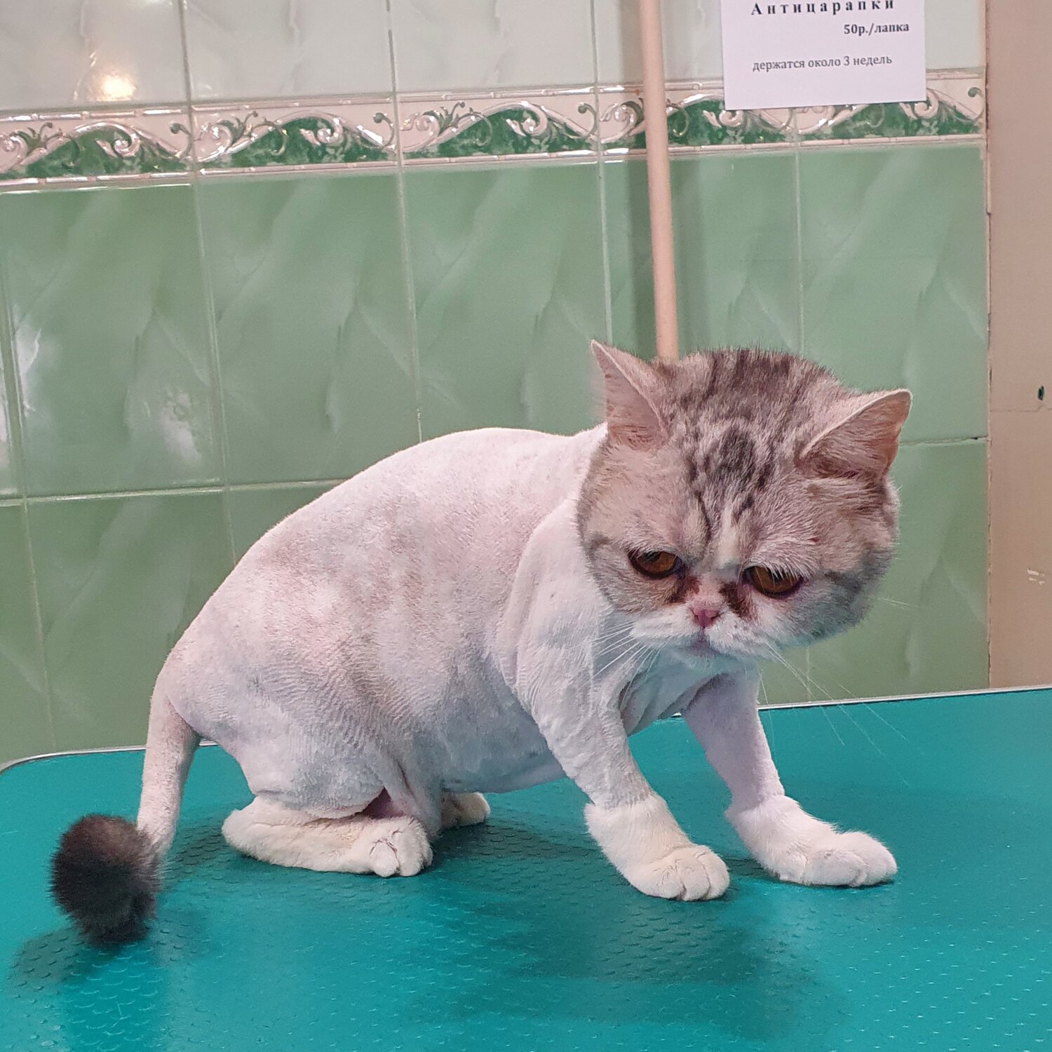 стрижка кота, стрижка кошек, стрижка кошек сходня, стрижка кошек казань, стрижка котов на лысо