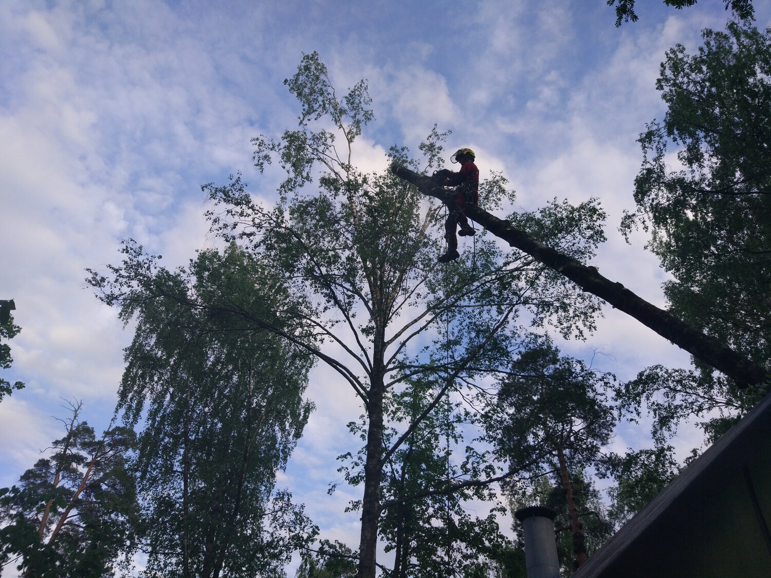спил деревьев казань, спил деревьев которые касаются линий электропередачи, спил деревьев в новосибирске, спил дерева с автовышки тень, вышка