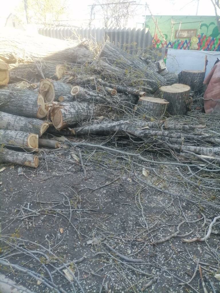 дрова, уничтожение дерева на участке, дерево, порубочные остатки деревьев, вырубка деревьев