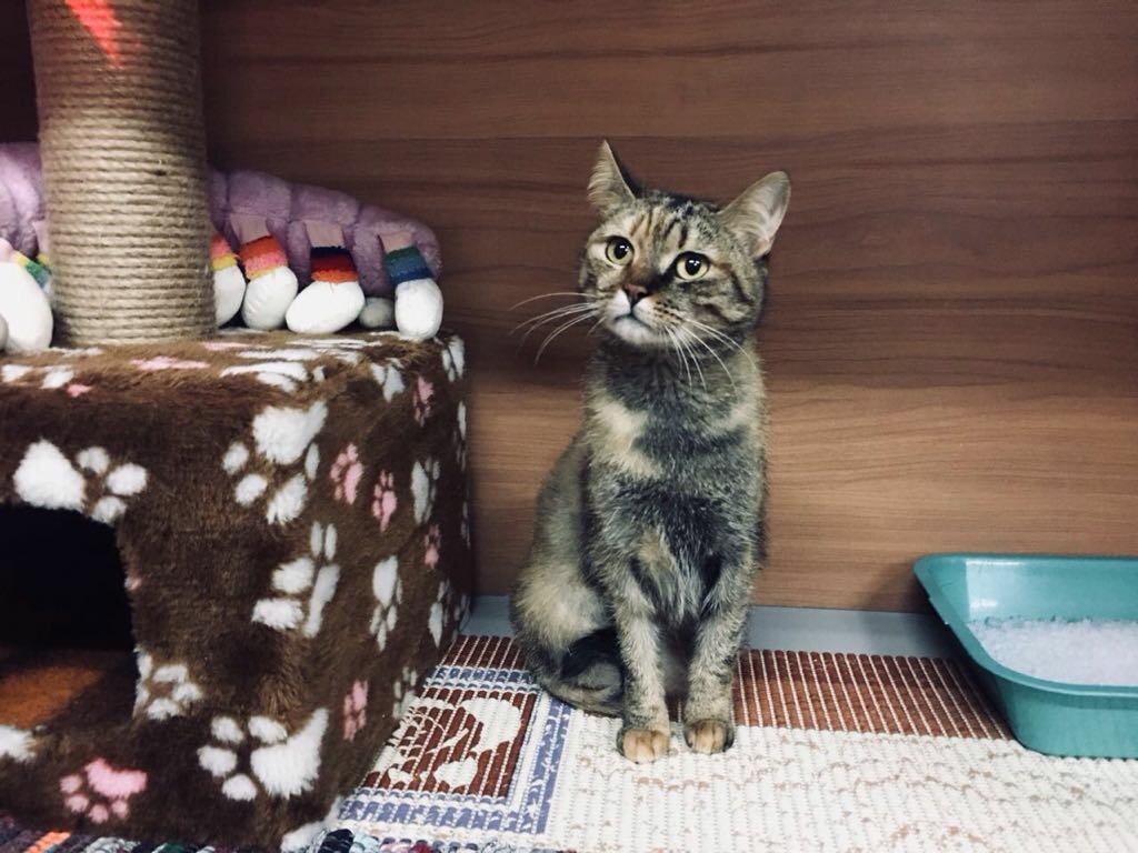 кошка, домашний котик, домашние животные, кот, животные кошки
