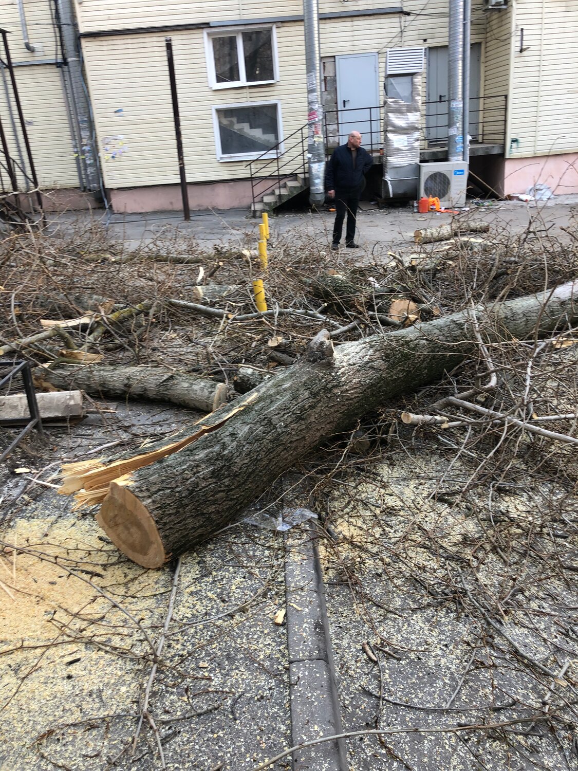 аварийные деревья, вырубка деревьев, упавшее дерево, дерево, спиливание деревьев