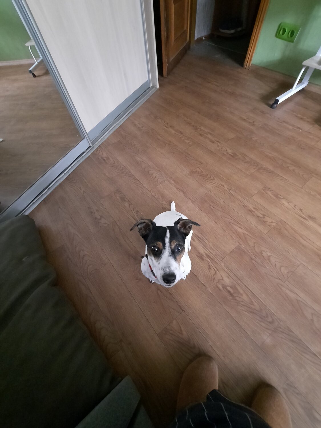 собака джек рассел терьер, собака стаффордширский терьер, джек рассел терьер, джек рассел, джек рассел собака