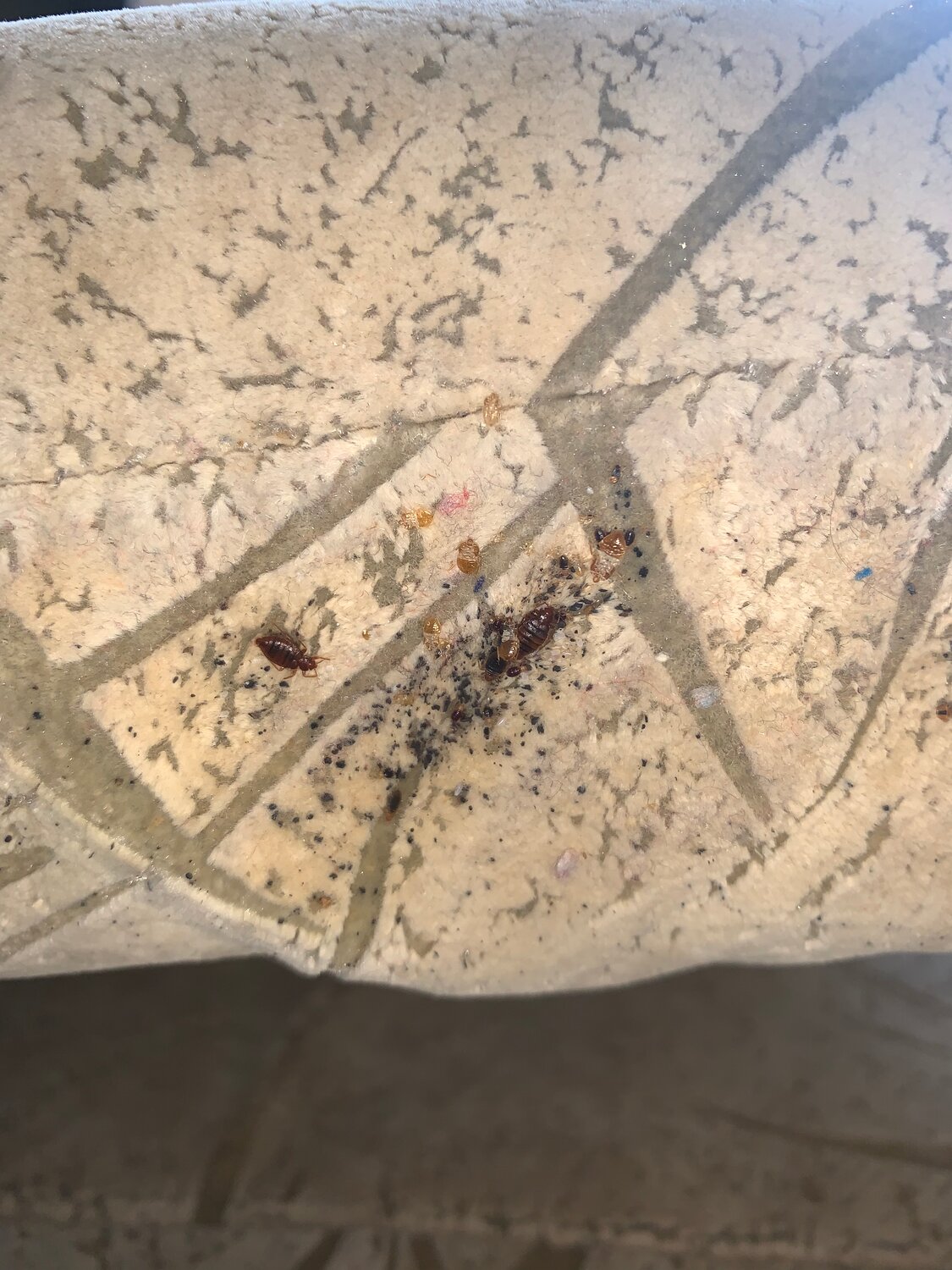 насекомое, домашние клопы, клопы, муравьи домашние, тараканы в квартире