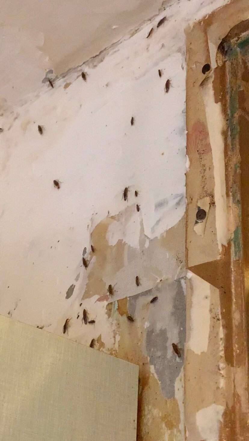 насекомое, протечка в квартире, тараканы в квартире, трещины на стене, стена после плитки