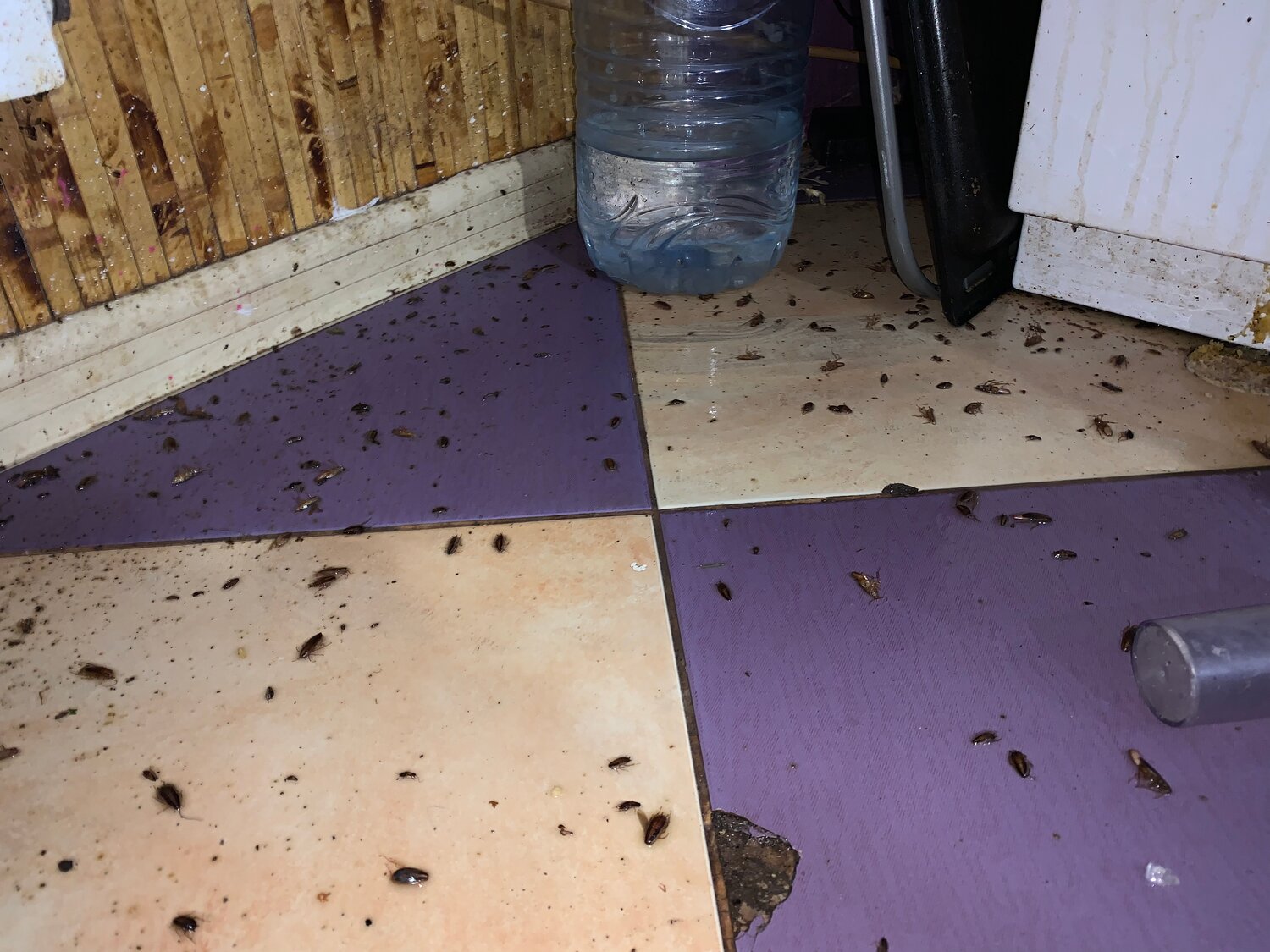 клопы в доме, средство от муравьёв в квартире, от муравьев в доме, муравьи в доме, тараканы в квартире