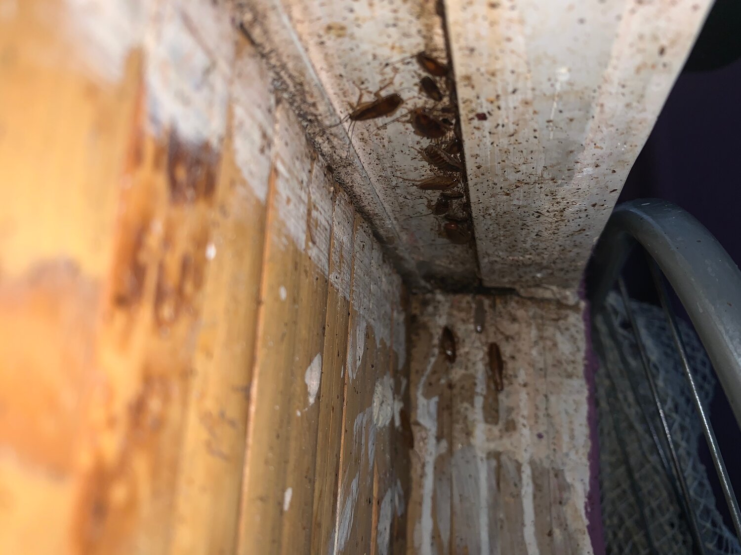 домашние клопы, клопы, тараканы в квартире, клопы в квартире, насекомое