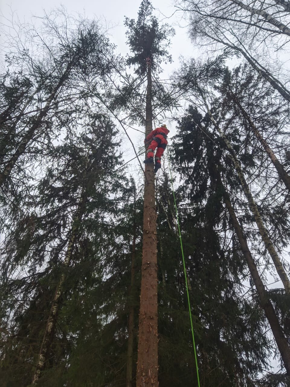 валка деревьев, спил дерева, спиливание деревьев, спиленное дерево, на дереве