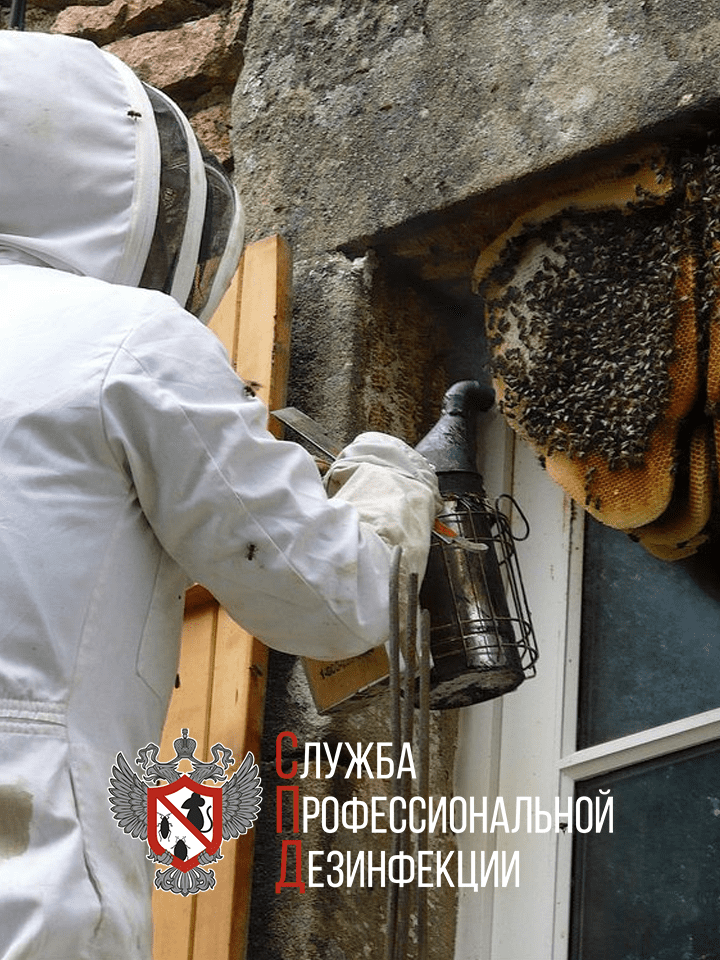 дезинсекция шершней, дезинфекция ульев, дезинфекция, осиное гнездо, уничтожение тараканов