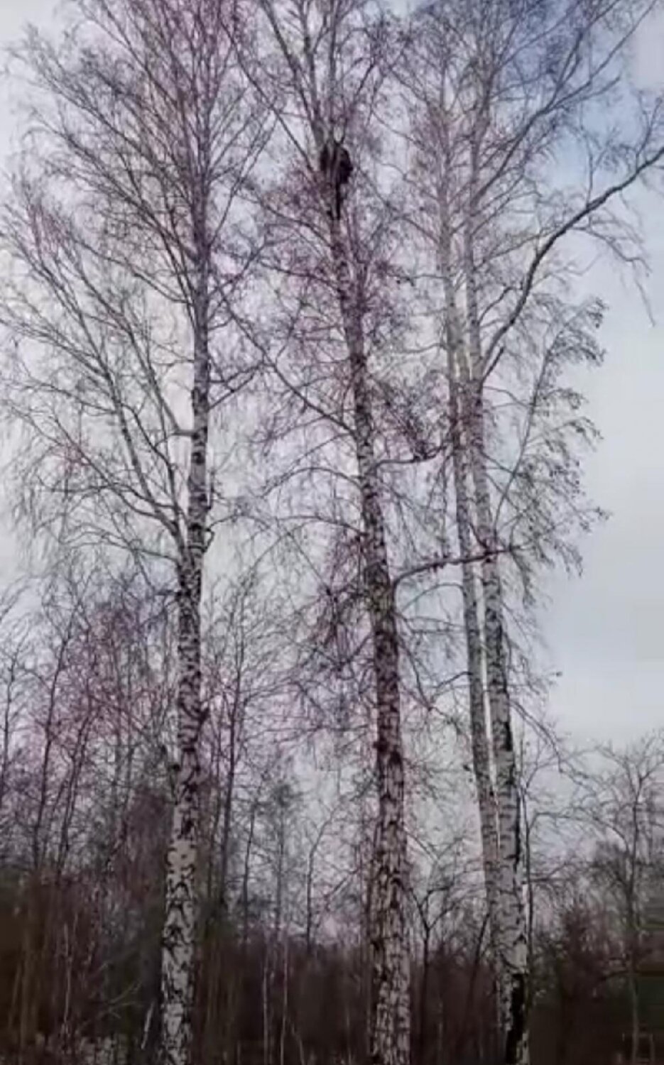 береза, берёза без листьев, березовая роща зимой, birch tree, береза без листиков