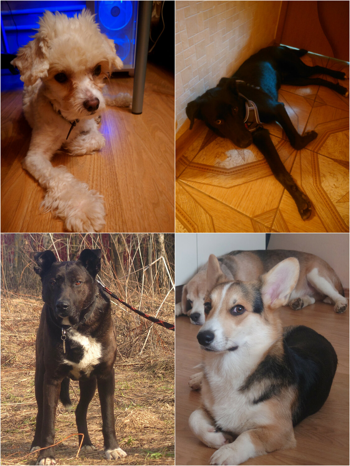 порода вельш корги пемброк, порода вельш корги, щенок корги, собака вельш корги, щенок вельш корги