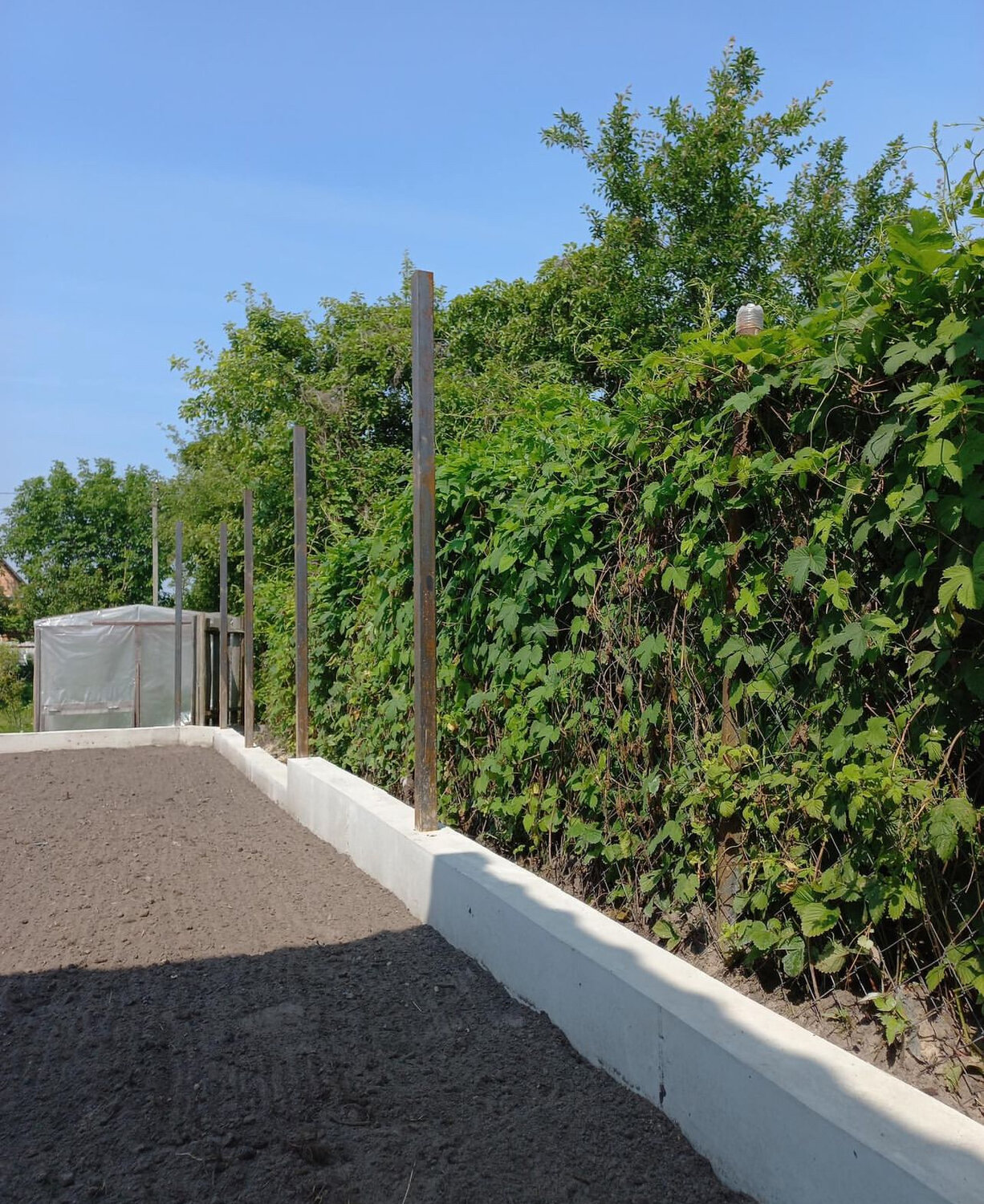 виноград, виноград волгоградский, куст винограда, ландшафтный дизайн, ландшафтный