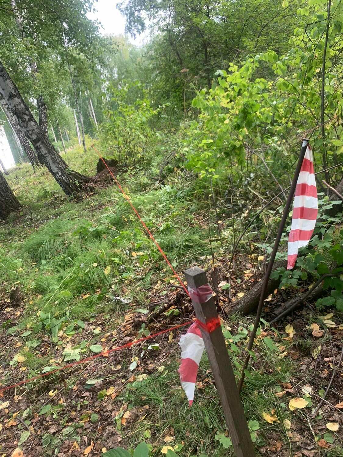 чистый лес, участок, лес, на границе, подбор участка