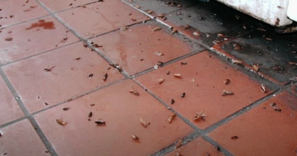 тараканы в квартире, клопы и тараканы, уничтожить тараканов, уничтожение тараканов, таракан