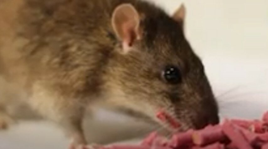 мышь и крыса, крыса, домашняя крыса, серая крыса, крысы в доме
