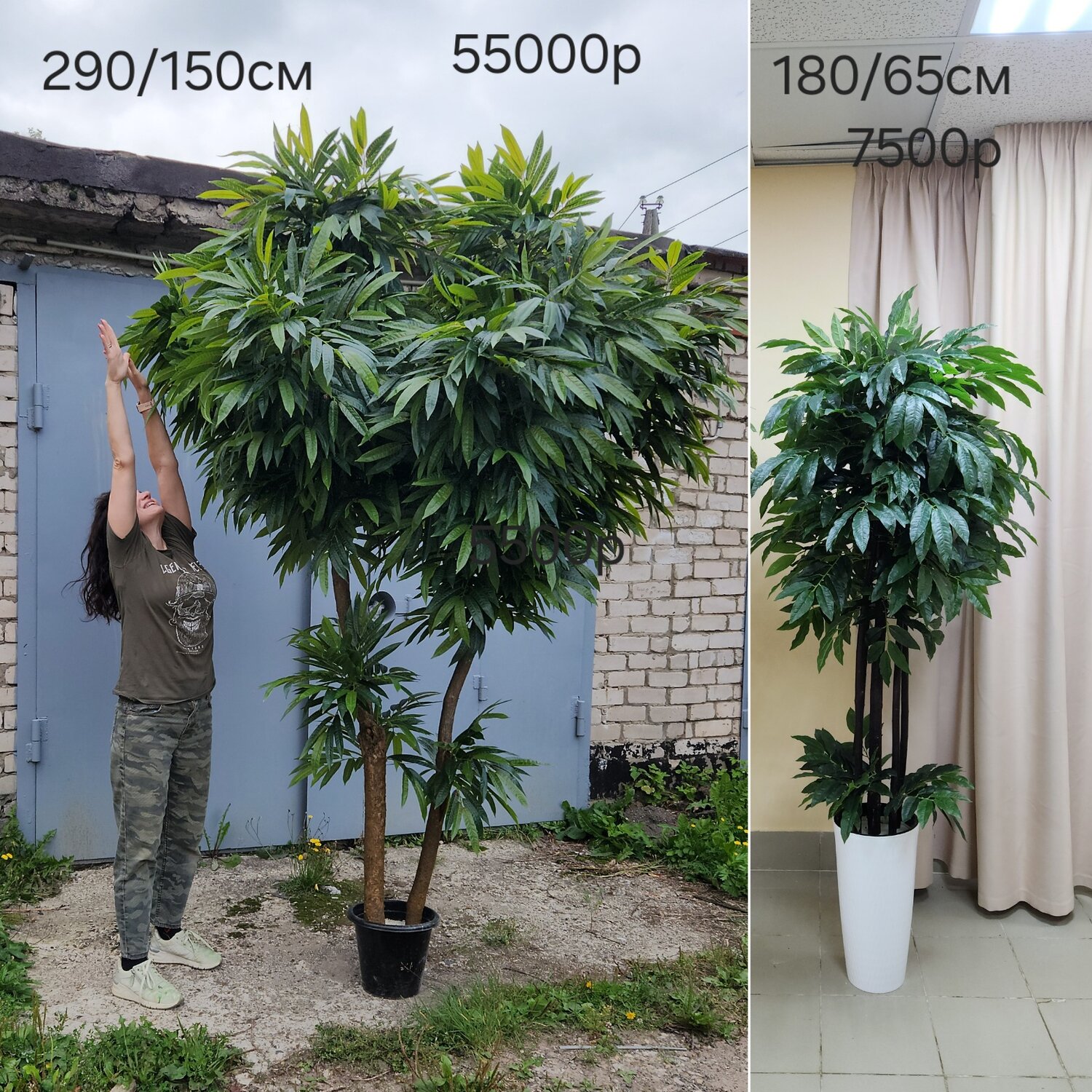 амстел кинг фикус, фикус, фикус манго, искусственное дерево, пахира
