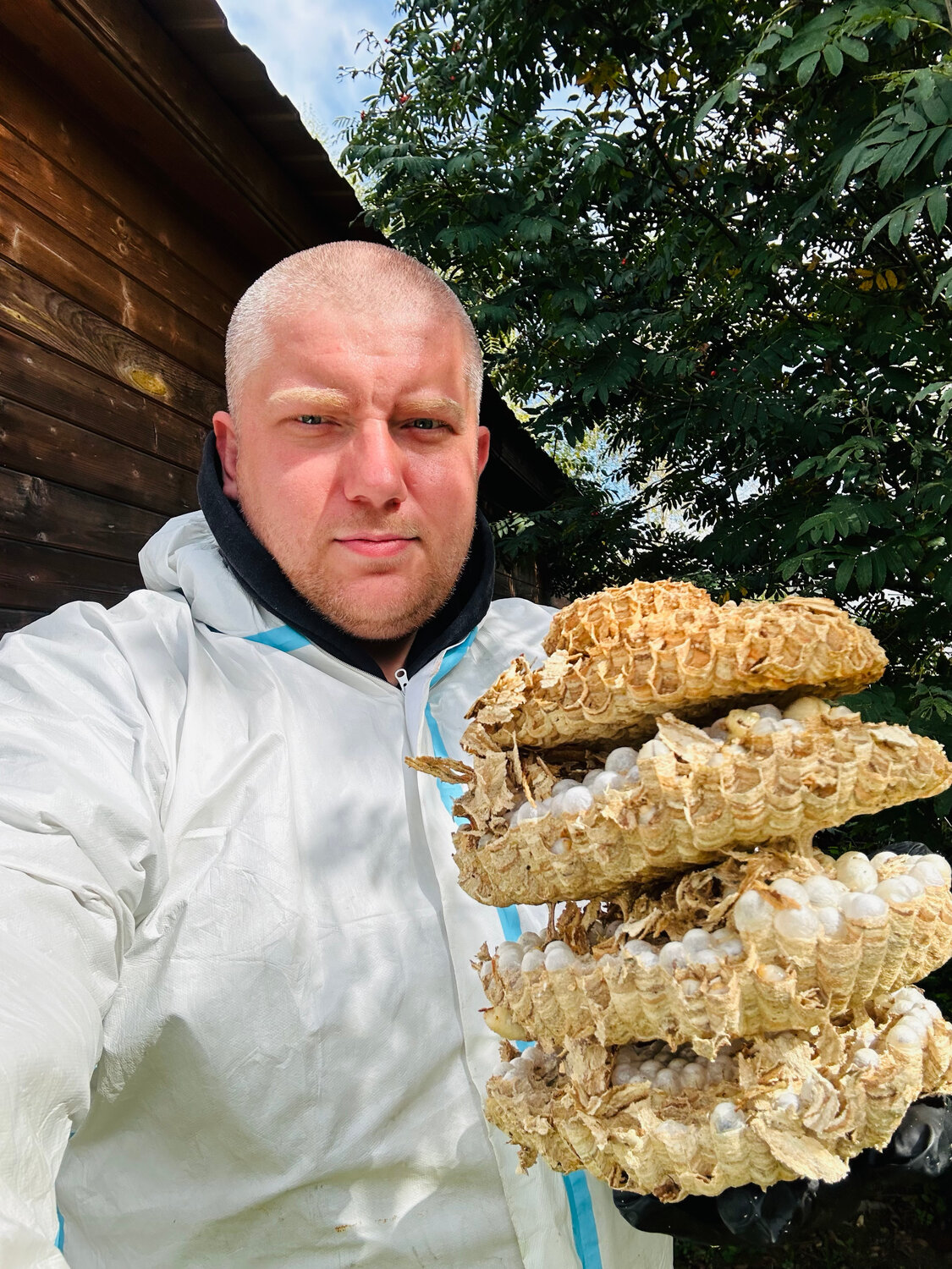 спарассис курчавый гриб, грибная капуста, трутовик серно желтый, гриб, лаксин гриб