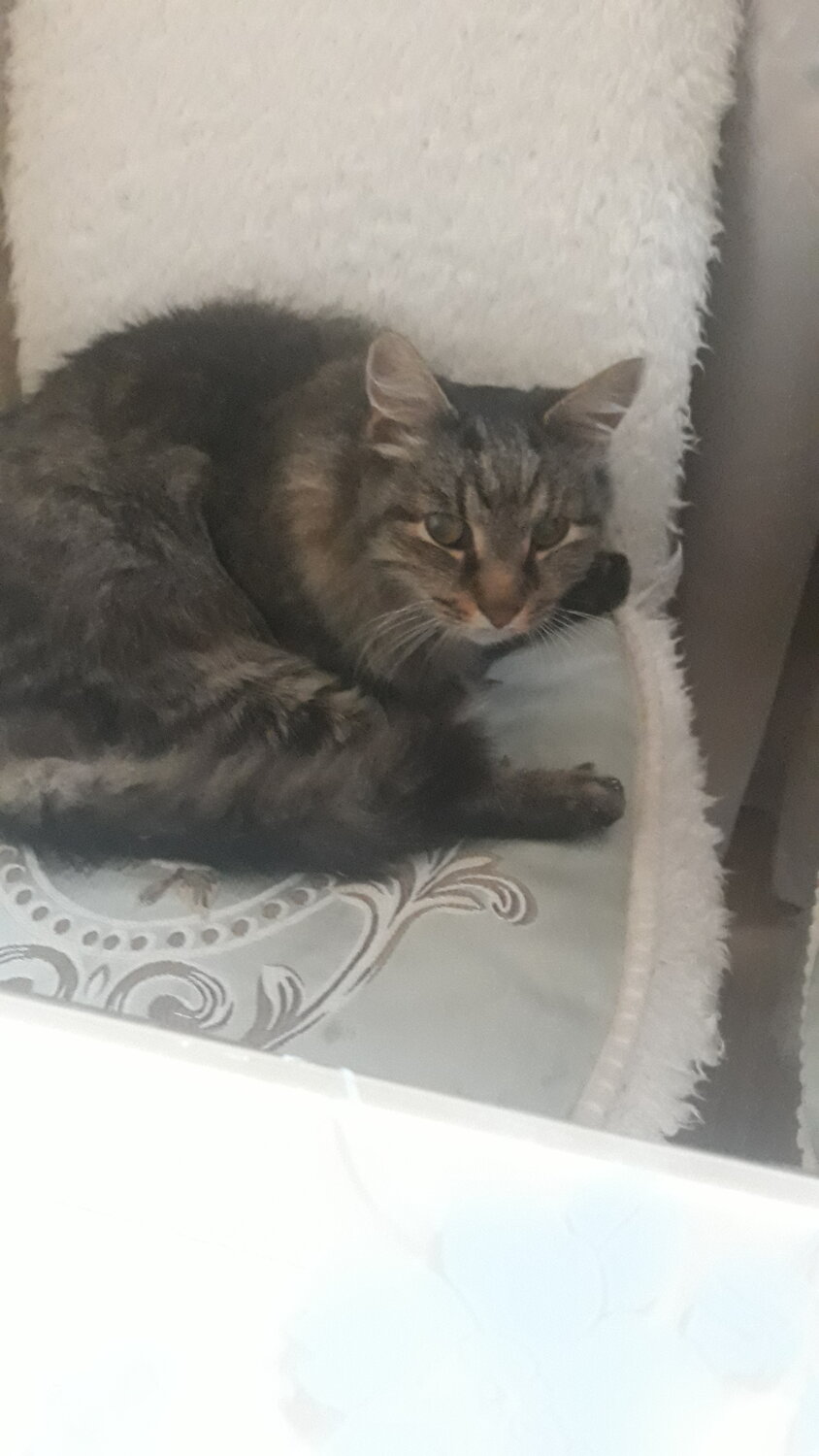 кот, кошка, котик, кошечка, домашние животные