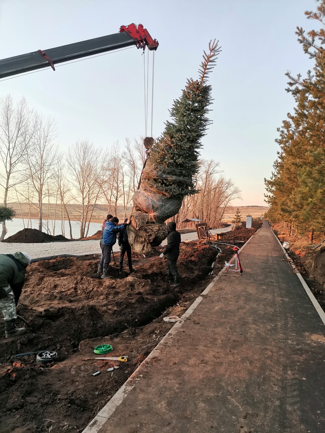 посадка крупномера озеленение ель, ель, парк 400 летия красноярска федирко, елка наро-фоминск, новогодняя ель