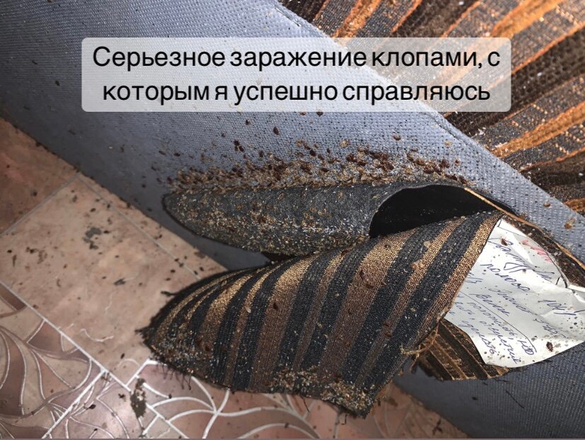 сильнейшее заражение клопами, клопы, раздавленный клоп, обработка от клопов, уничтожение клопов